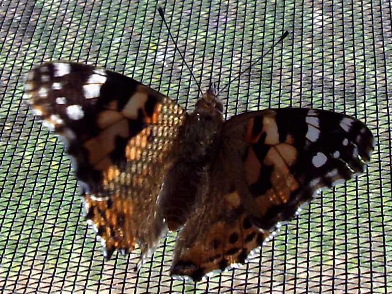 da identificare - Vanessa cardui